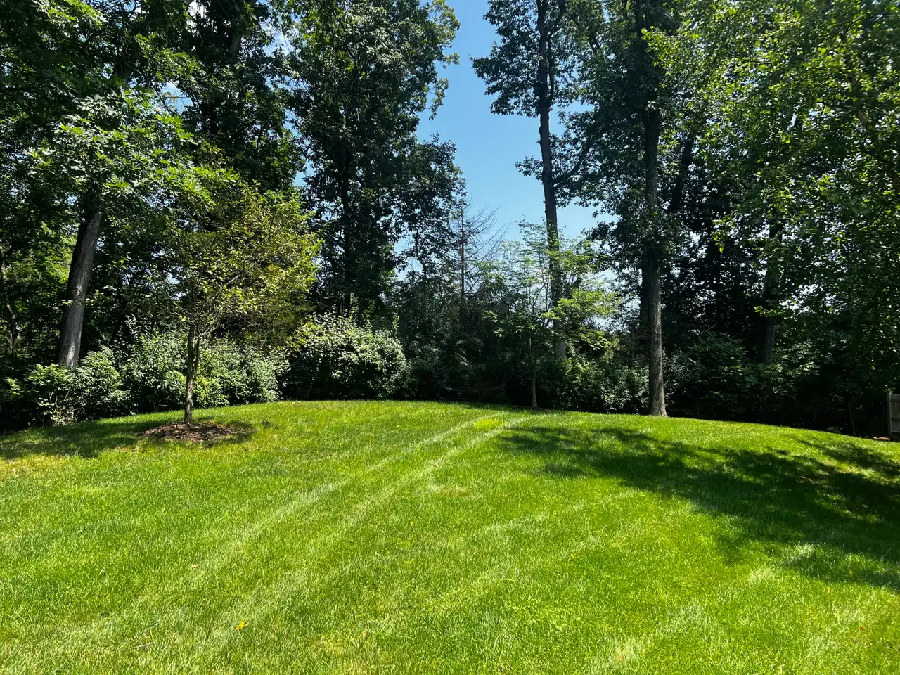 Lawn one year after aeration in Summit, NJ