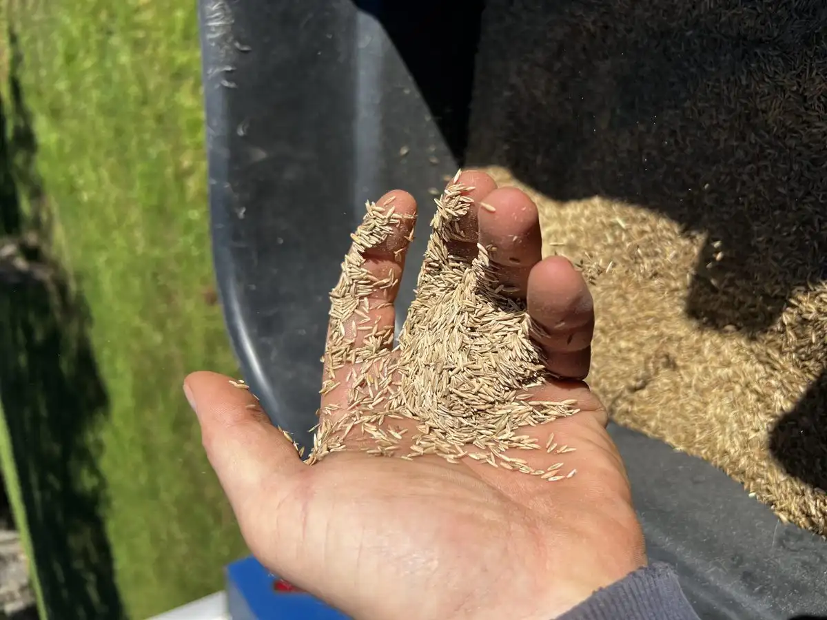 Winterizer Fertilizer: The Last Feeding That Decides Next Spring