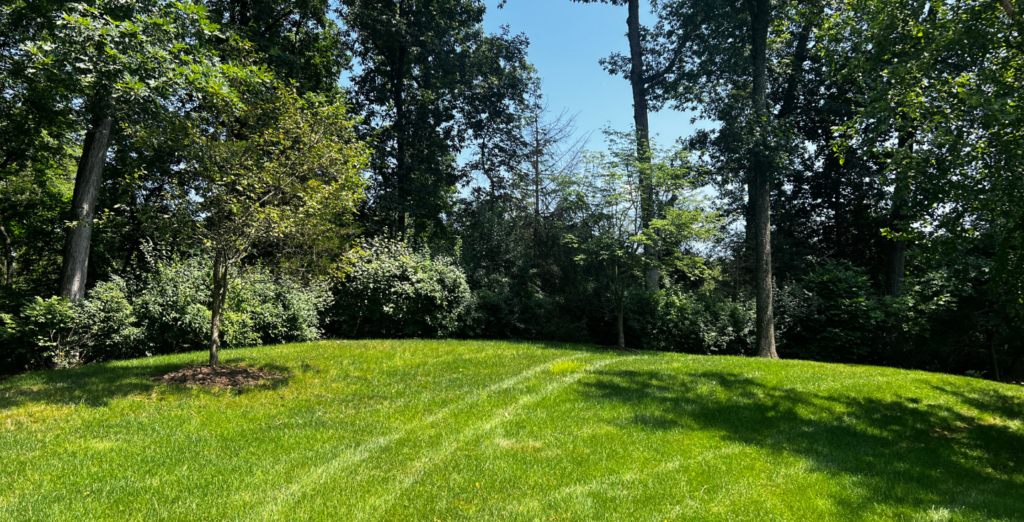 Lawn Aeration Results