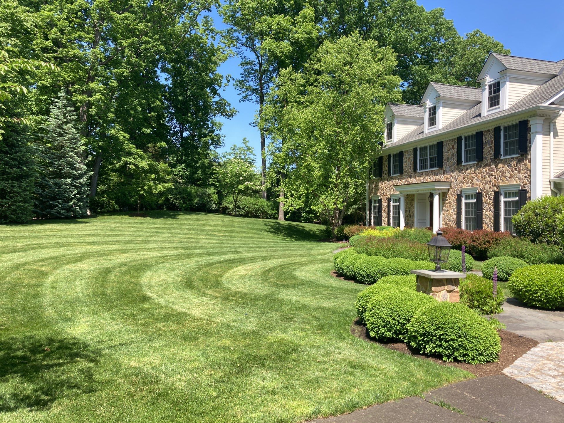 Stirling NJ lawn with dandelions and clover, the broadleaf weeds Ant's Plants treats across North Jersey properties
